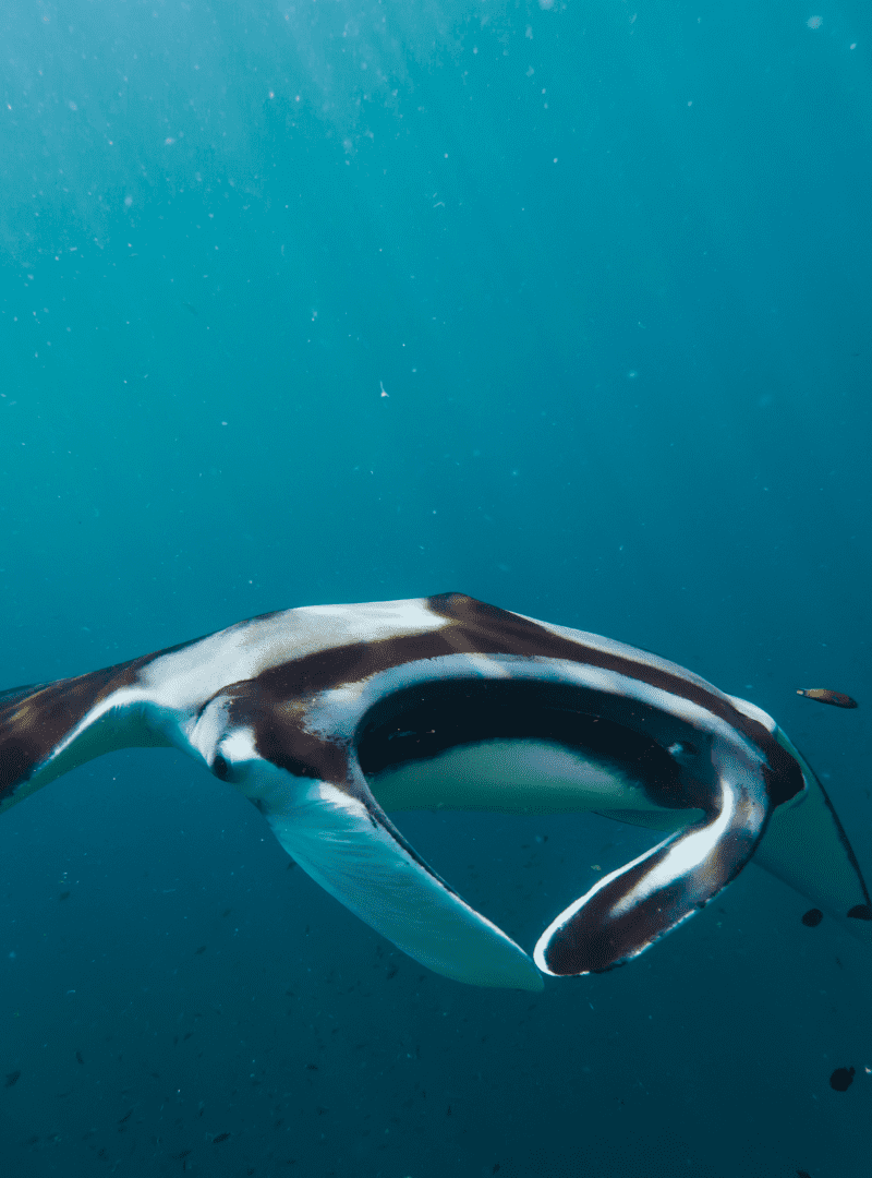 Maldive Manta