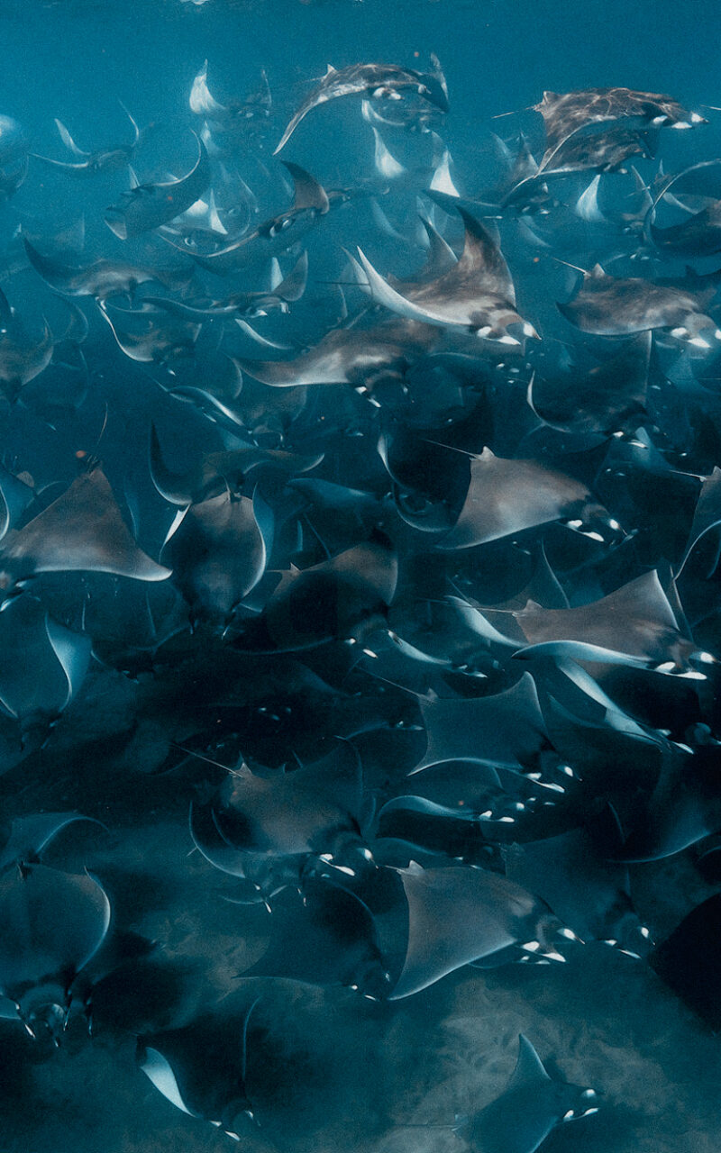 Orche e Mobule nel Mar di Cortez