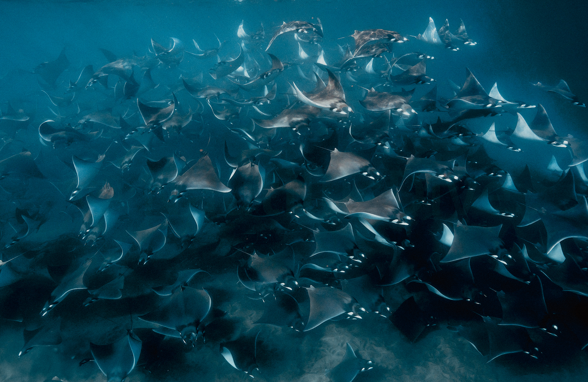 Orche e Mobule nel Mar di Cortez